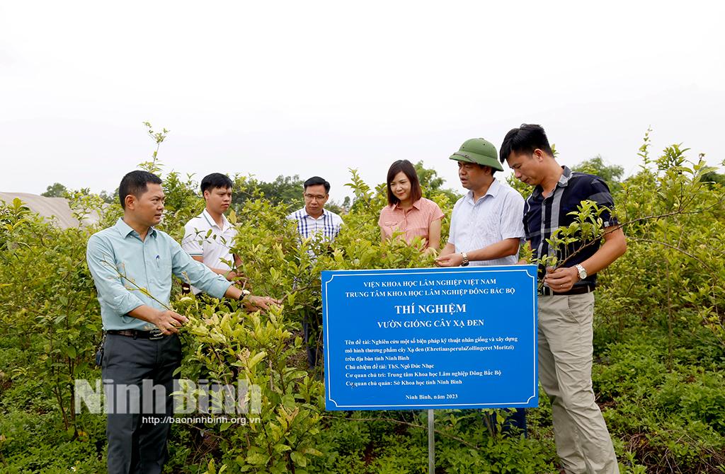 Kiểm tra tiến độ đề tài "Nhân giống và xây dựng mô hình thương phẩm cây Xạ đen"