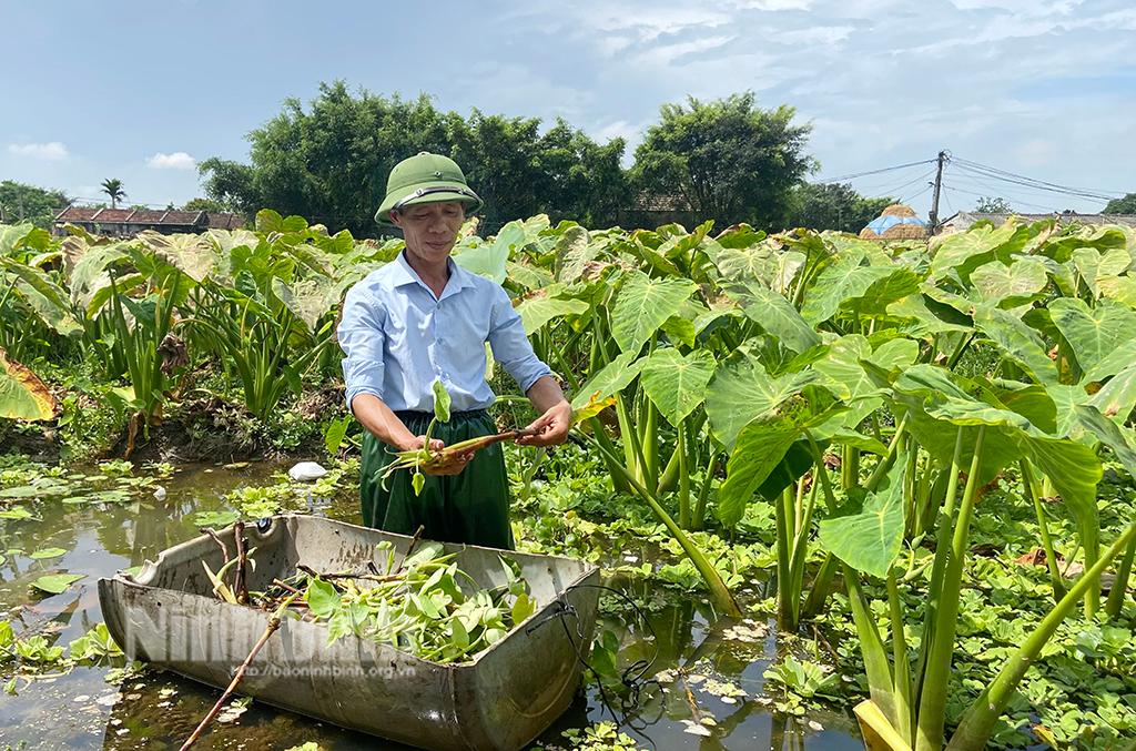 Mô hình nông nghiệp hữu cơ cho thu nhập hơn 1 tỷ đồng