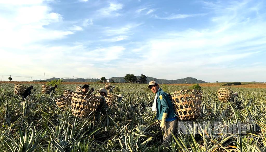 Tam Điệp nhộn nhịp mùa thu hoạch dứa