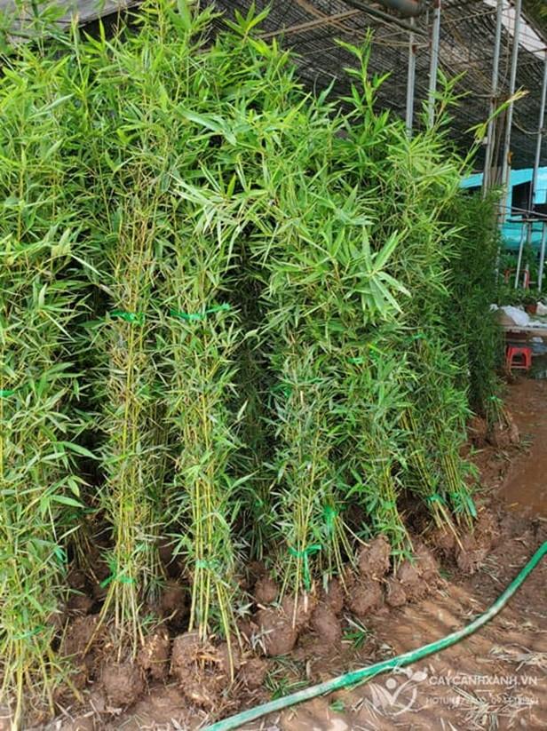 Cây Cảnh Xanh - Nhà vườn cung cấp cây trúc quân tử giá rẻ nhất hiện nay