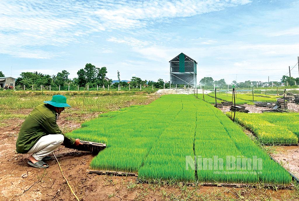 Các địa phương mở rộng diện tích lúa cấy