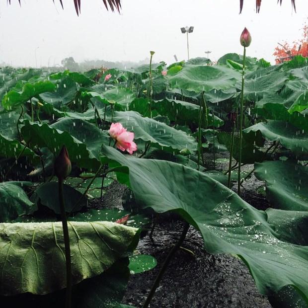 Mưa lớn ở các tỉnh Bắc Bộ, cảnh báo lốc, sét và gió giật mạnh