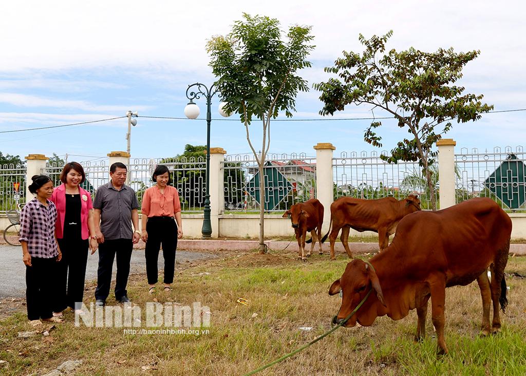 Bàn giao bò giống cho hộ nghèo xã Gia Thắng