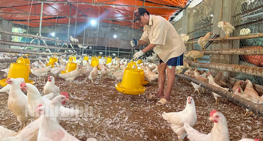 Làm giàu từ nuôi gà Ai Cập "siêu trứng"