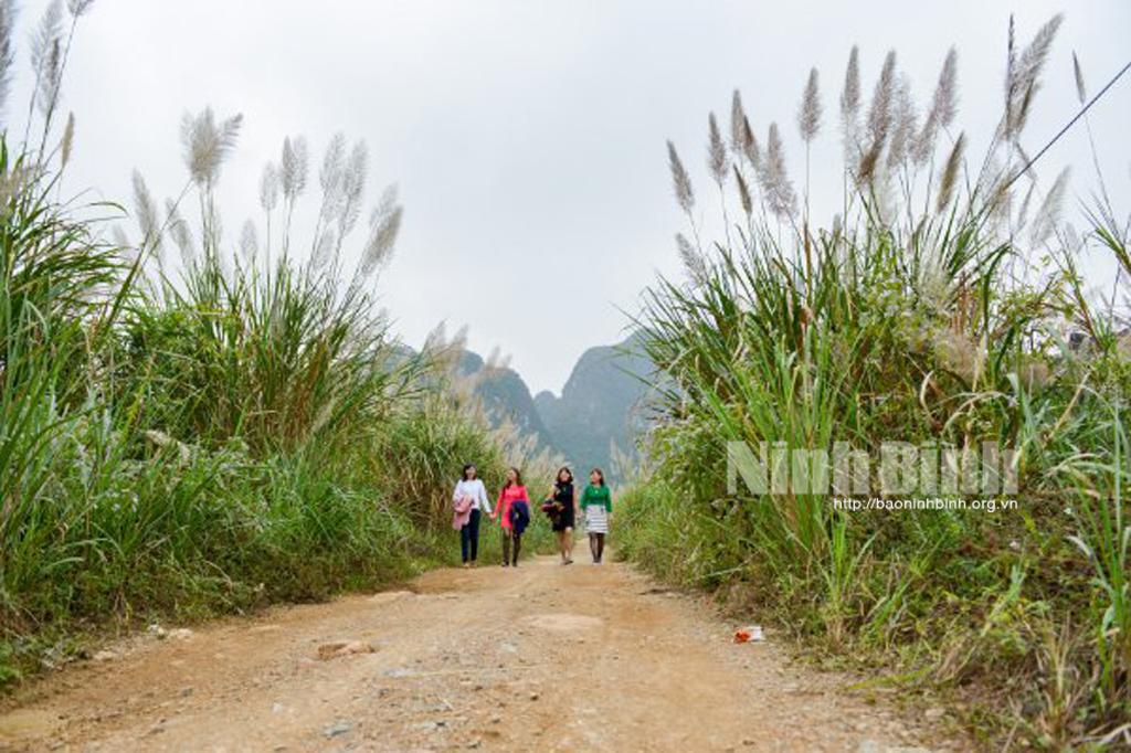 Ninh Bình sẽ tổ chức chương trình truyền hình thực tế và liveshow ca nhạc "Miền lau trắng"