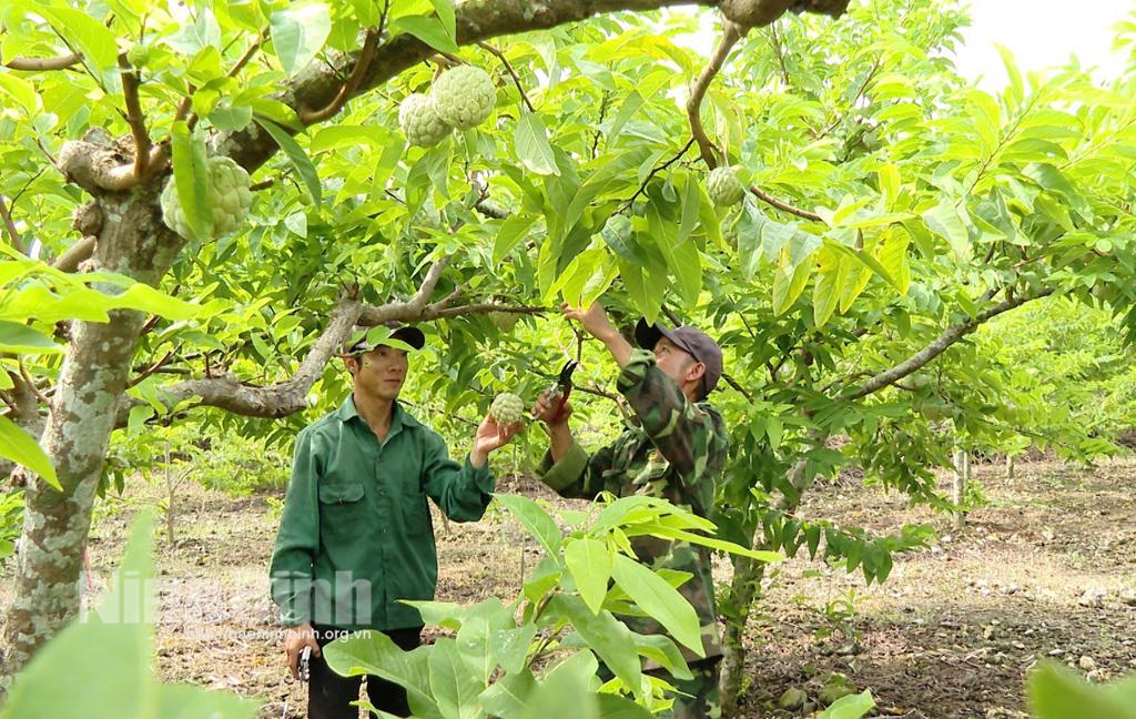 Nông dân Phú Long phấn khởi khi na được giá