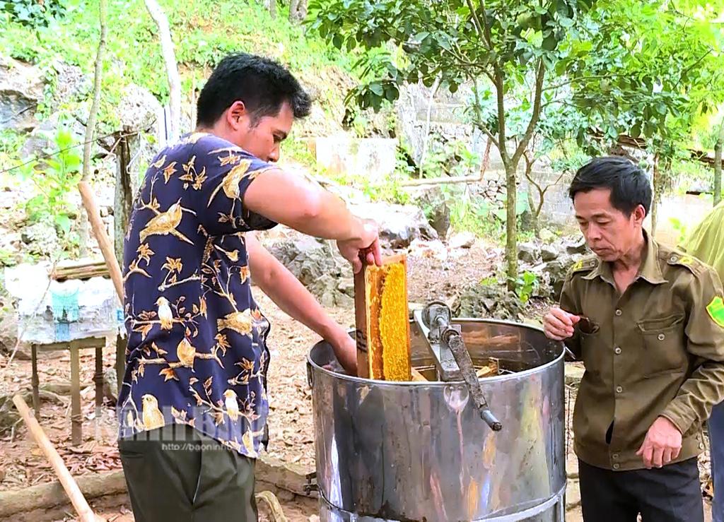 Nuôi ong lấy mật giúp cải thiện kinh tế hộ gia đình ở Cúc Phương