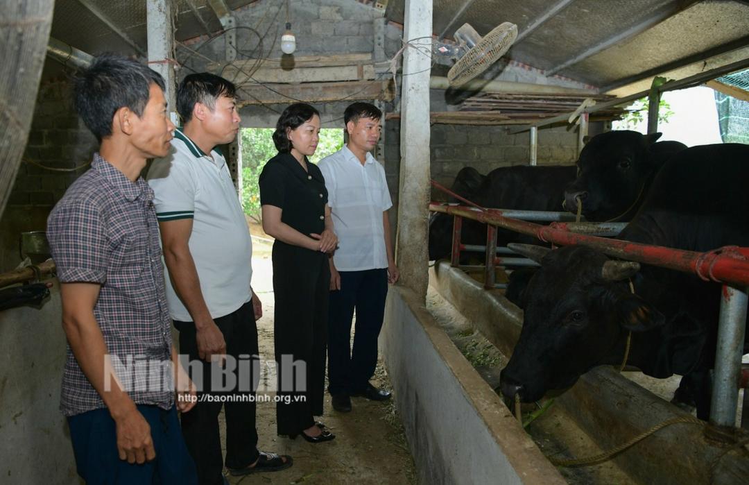 Hiệu quả từ Tổ hội nghề nghiệp nuôi nhím và bò nhốt chuồng tại Đá Hàn