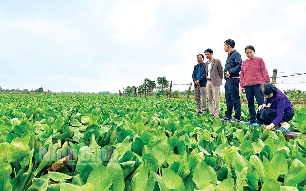 Vụ Đông năm 2023: Gắn sản xuất với tiêu thụ sản phẩm