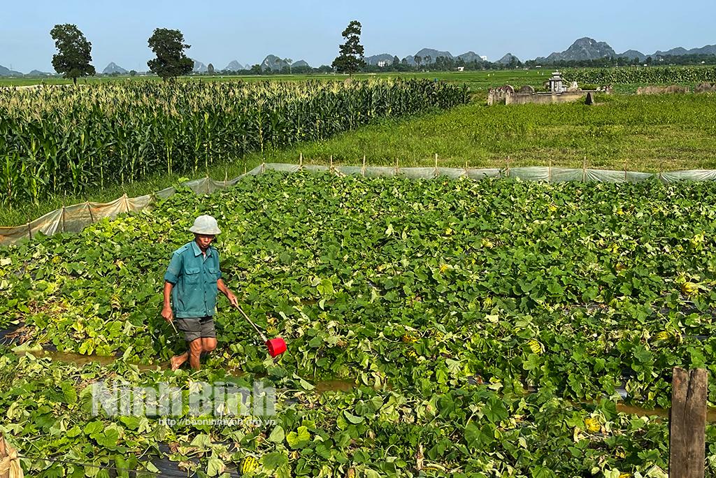 Gia Viễn: Giá trị thu nhập 1 ha dưa đạt trên 220 triệu đồng/năm