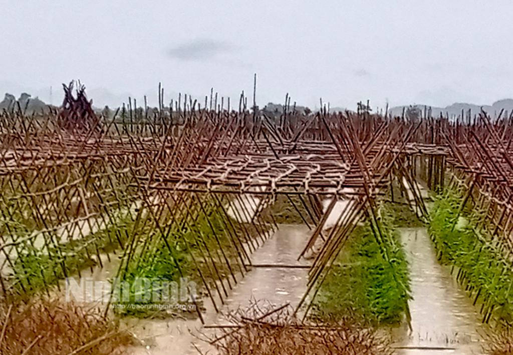 Mưa lớn gây ngập úng nhiều diện tích sản xuất nông nghiệp