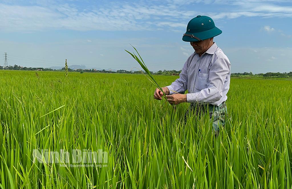 Sâu bệnh trên lúa Mùa diễn biến phức tạp