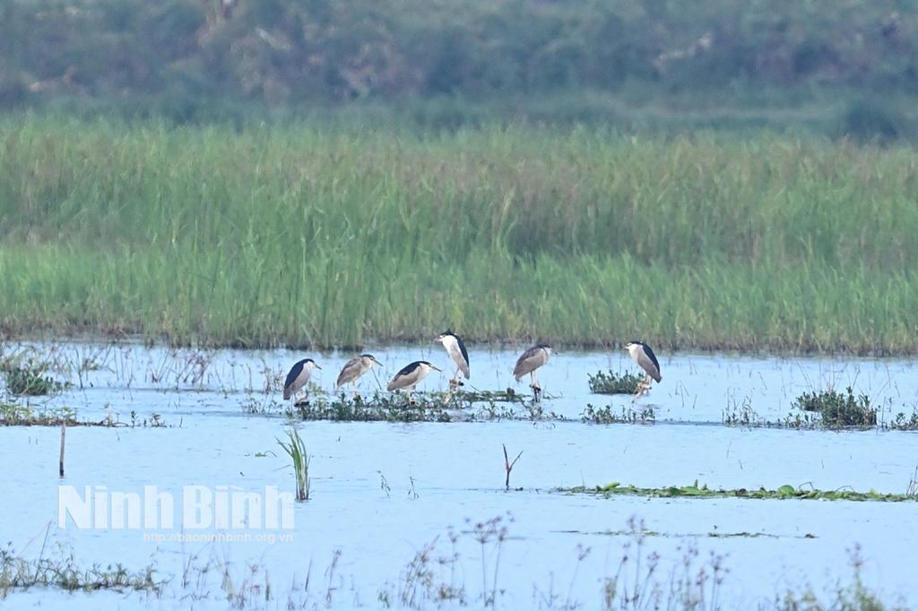 Ngăn chặn nạn săn bắt "chim trời": Cần các giải pháp đồng bộ và quyết liệt hơn nữa!