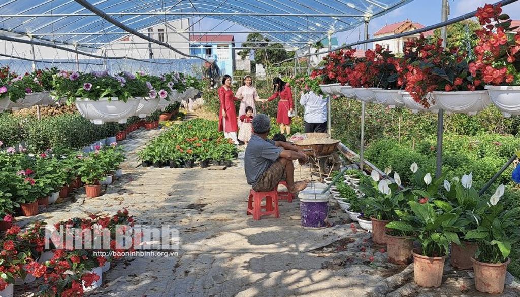 Làng hoa Ninh Phúc rộn ràng khoe sắc