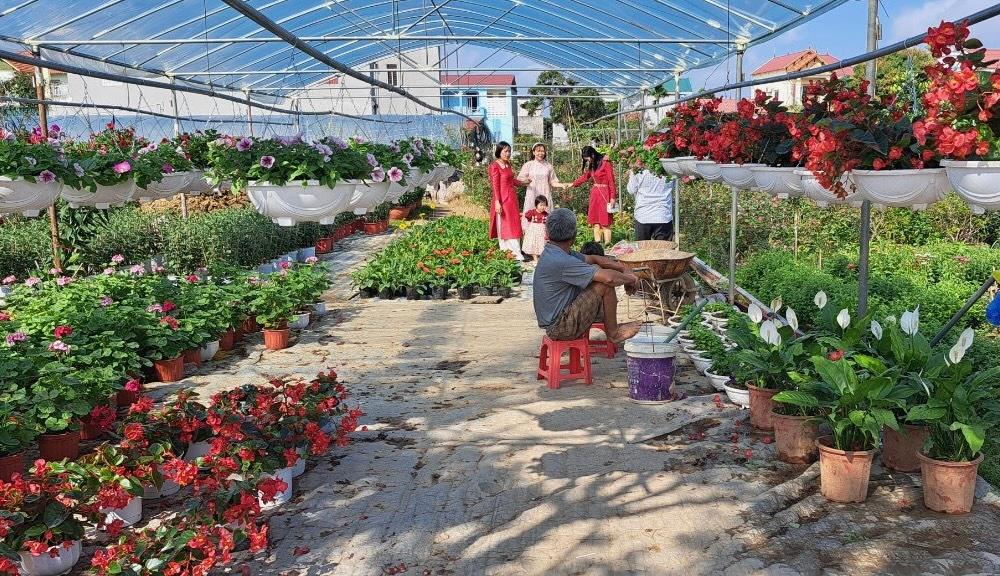 Làng hoa Ninh Phúc rộn ràng khoe sắc