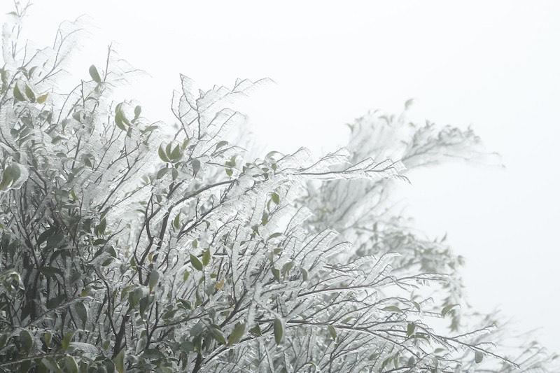 Phòng, chống rét đậm, rét hại cho cây trồng, vật nuôi