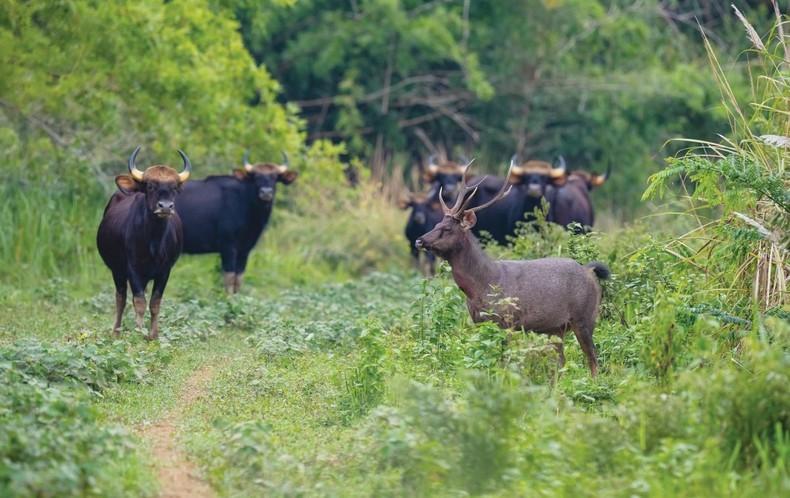 Cat Tien National Park targets to win IUCN Green List recognition