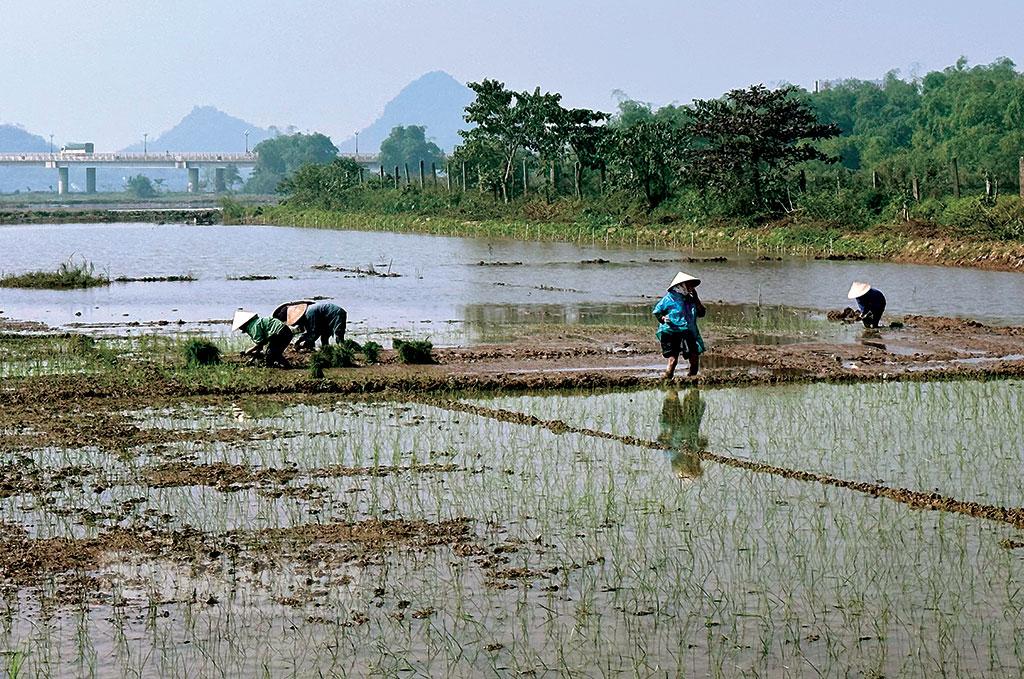 Nông dân Nho Quan, Gia Viễn tập trung cấy lúa đông xuân sớm