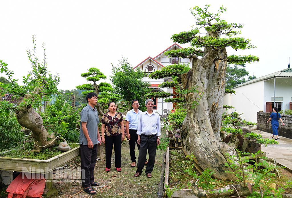 Nhiều hộ dân trồng cây cảnh ở Yên Sơn cho thu nhập cao