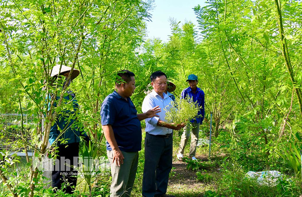 Mở ra hướng phát triển mới từ trồng cây hoa hòe