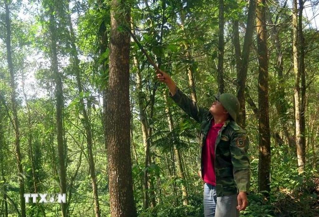 National Forestry Planning National Forestry Planning