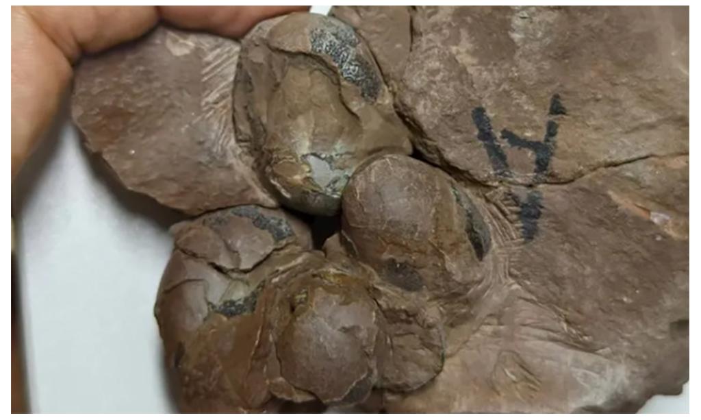 Phát hiện hóa thạch trứng khủng long nhỏ nhất thế giới tại Trung Quốc