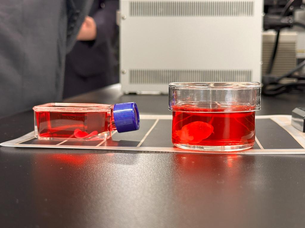 Trái tim nhân tạo từ tế bào iPS - Bước đột phá mới trong y học tái tạo