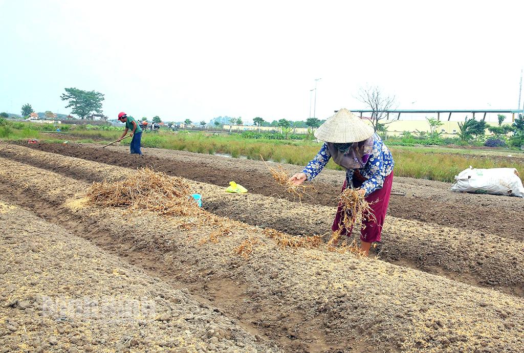 Nông dân Yên Khánh tập trung xuống giống cây rau màu vụ Đông