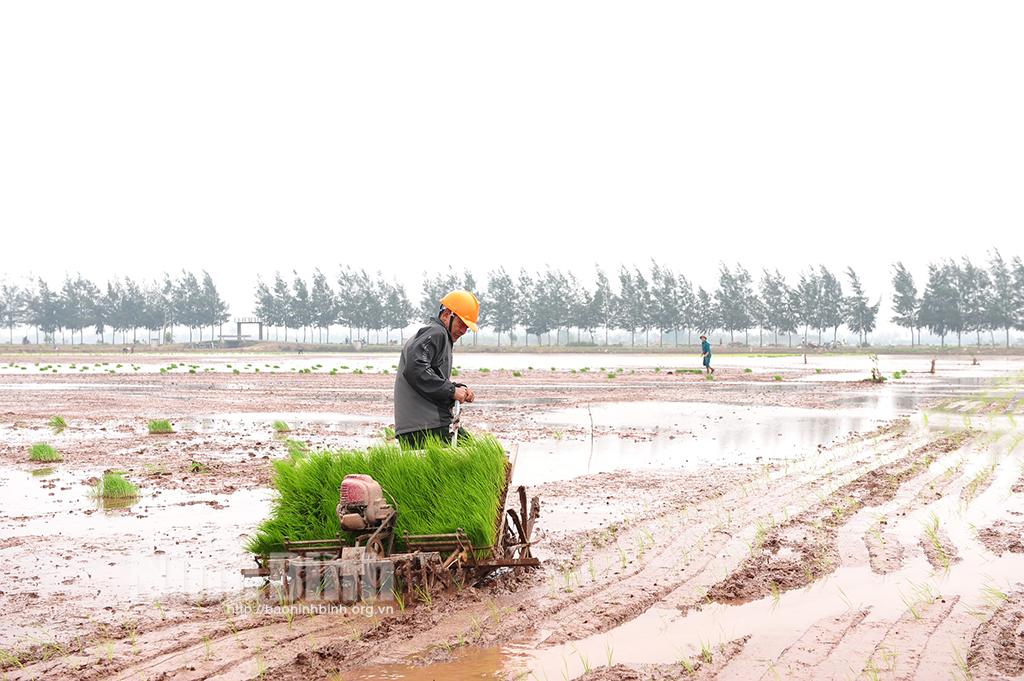 Nông dân xã Chất Bình xuống đồng gieo cấy lúa xuân