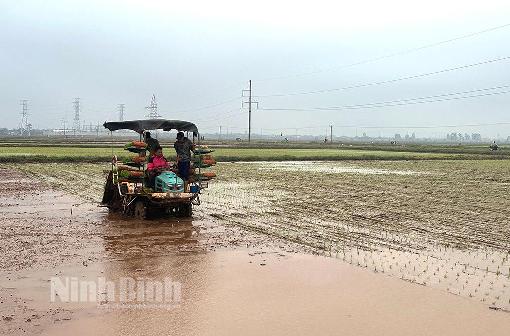 Nông dân Yên Khánh hối hả xuống đồng cấy lúa