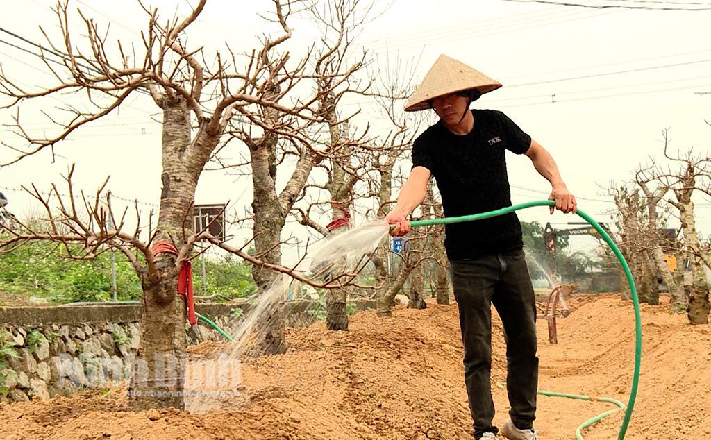 Dịch vụ chăm sóc cây cảnh sau Tết "hút khách"