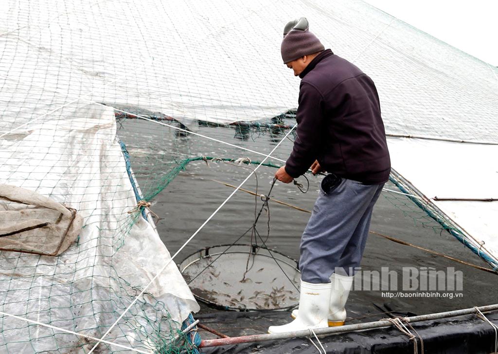 Nông dân Kim Sơn thu nhập khá nhờ mở rộng diện tích nuôi tôm vụ đông