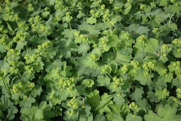 Áo choàng vệ nữ - Dược liệu bảo vệ da, cải thiện vết rạn an toàn, hiệu quả bạn đã biết?