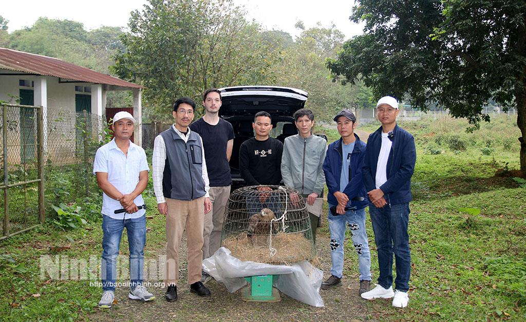Vườn Quốc gia Cúc Phương cứu hộ một cá thể chim Đại bàng đầu nâu quý hiếm