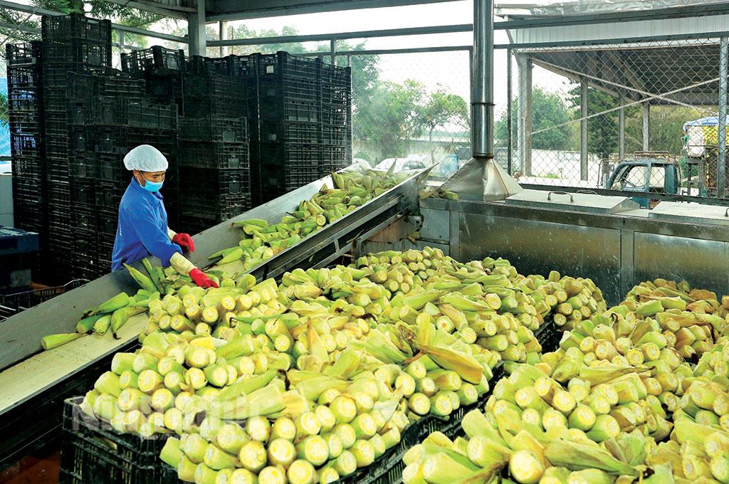 Hỗ trợ cộng đồng doanh nghiệp tận dụng hiệu quả các Hiệp định thương mại tự do