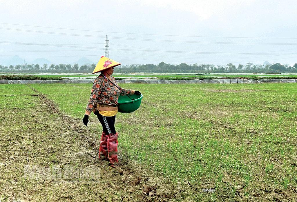 Khắc phục tình trạng lúa xuân chậm phát triển