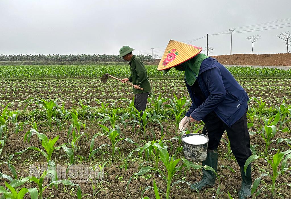 Lạm dụng phân bón hóa học: Hậu quả không thể xem thường!