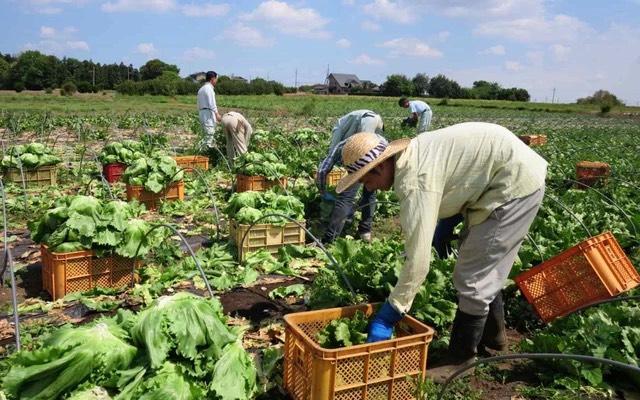 Nhật Bản sử dụng AI để ứng phó với hạn hán