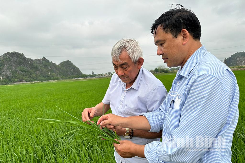 Cảnh báo bệnh đạo ôn và sâu cuốn lá gây hại trên lúa