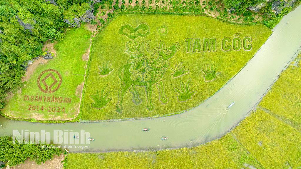 Large artwork created on Tam Coc rice field
