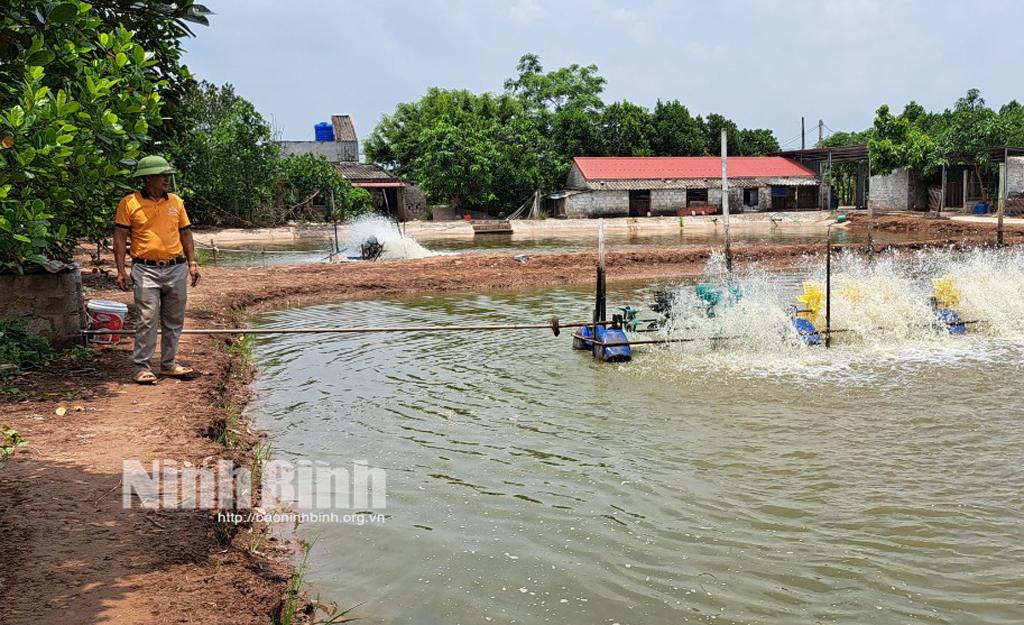 Thu lãi mỗi năm từ 500-600 triệu đồng từ nuôi tôm