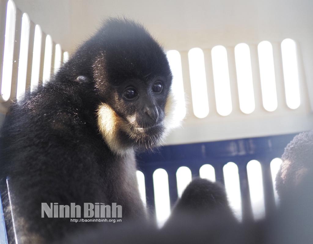 Rare gibbon rescued by Cuc Phuong National Park