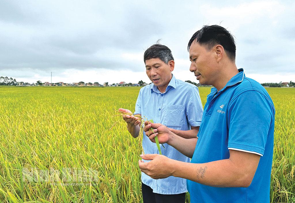 Vụ lúa Đông xuân 2023-2024: Vượt thách thức, giành thắng lợi toàn diện