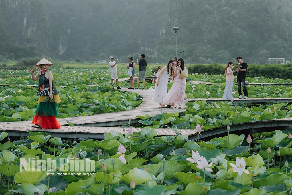Lotus blooming season attracts more tourists to Ninh Binh