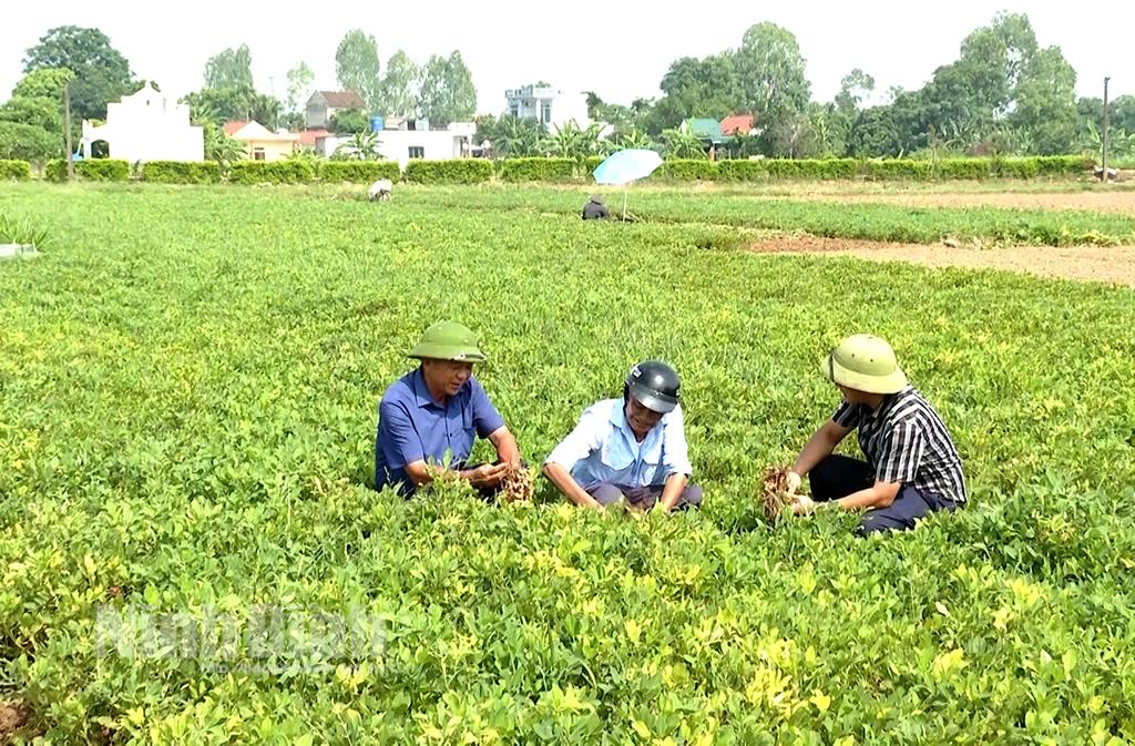 HTX nông nghiệp Đông Thôn: Làm tốt công tác liên kết, bao tiêu sản phẩm