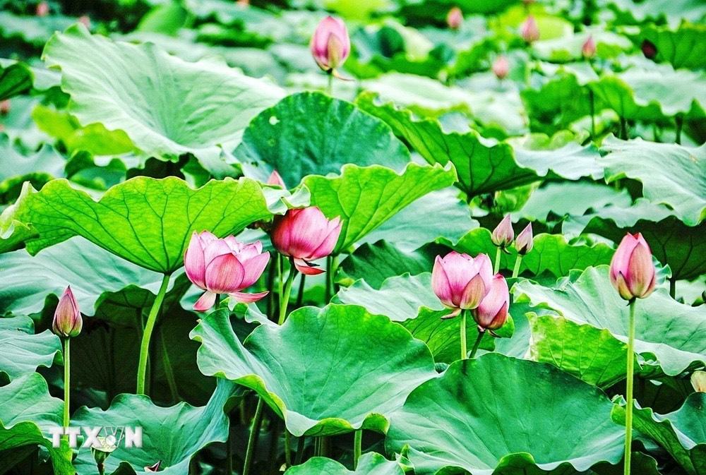 Lễ hội Sen Hà Nội lần đầu tiên: Quảng bá, đưa hương hoa sen Tây Hồ bay xa