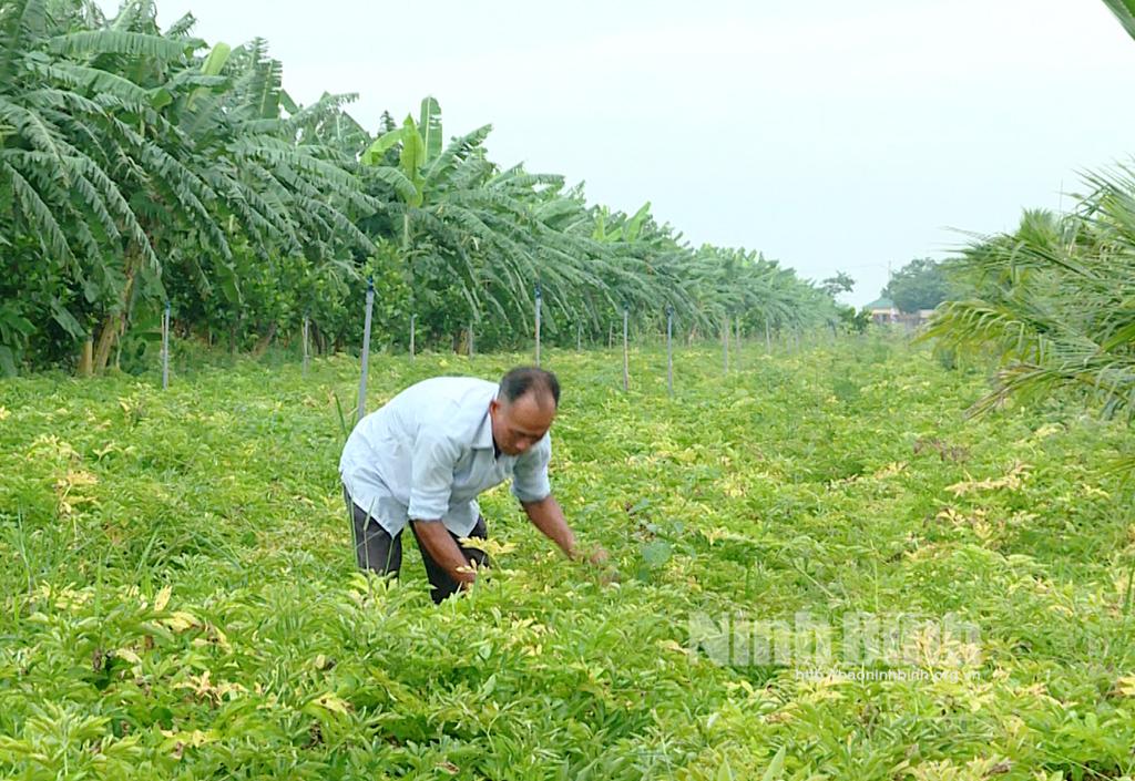 Nâng cao uy tín, giá trị sản phẩm dược liệu từ truy xuất nguồn gốc