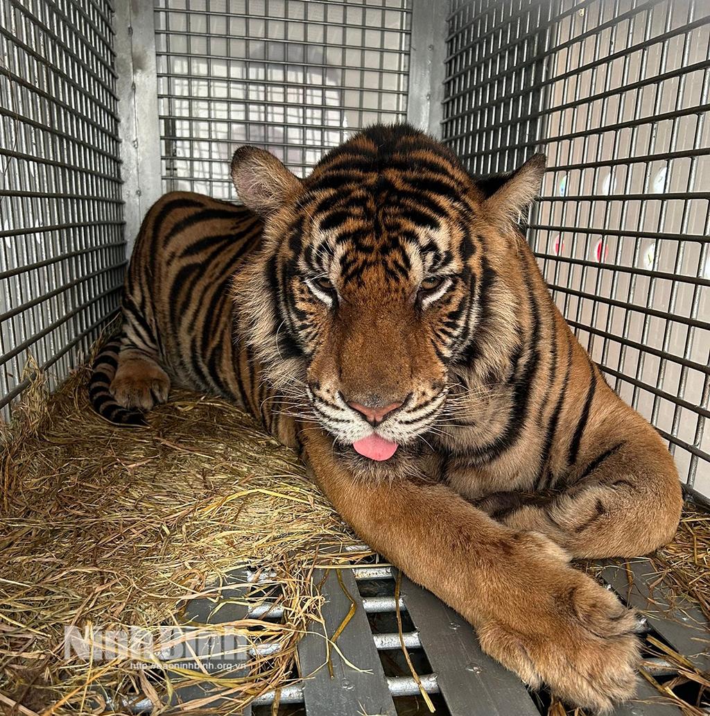 FOUR PAWS hỗ trợ y tế giải cứu cá thể hổ được tịch thu ở Phú Thọ