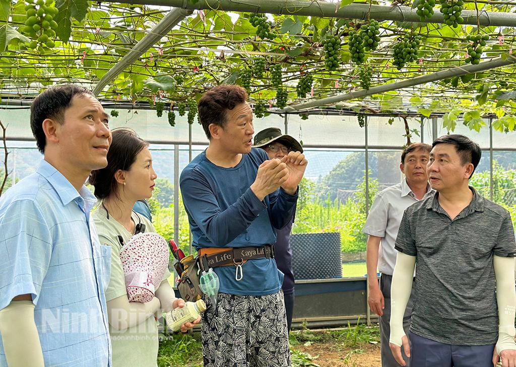 Những vườn cây ăn quả ở Hàn Quốc có gì đặc biệt?