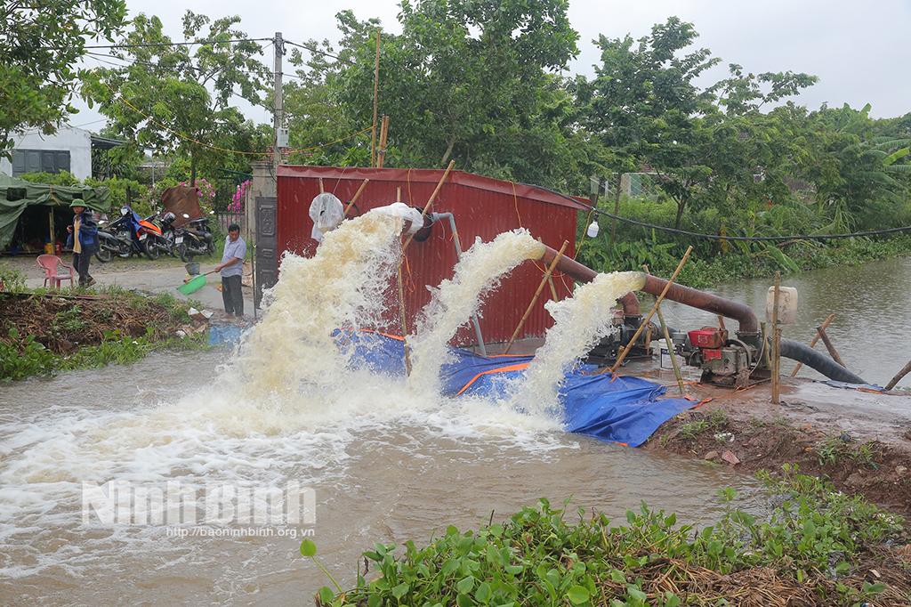 Kim Sơn cấp bách tiêu úng bảo vệ lúa Mùa